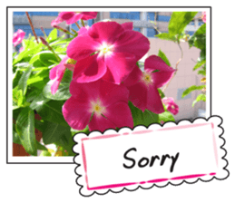 Greetings card with flowers photo2 sticker #14862288