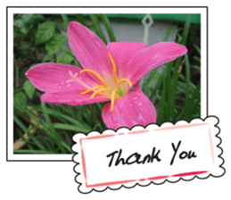 Greetings card with flowers photo2 sticker #14862289