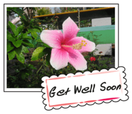 Greetings card with flowers photo2 sticker #14862291