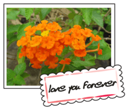 Greetings card with flowers photo2 sticker #14862292