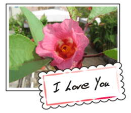 Greetings card with flowers photo2 sticker #14862293