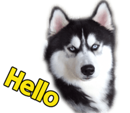 Siberian dog gang sticker #14862934