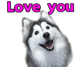 Siberian dog gang sticker #14862936