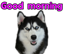 Siberian dog gang sticker #14862938