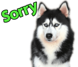 Siberian dog gang sticker #14862939