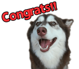 Siberian dog gang sticker #14862940