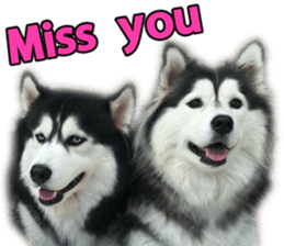 Siberian dog gang sticker #14862941