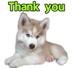 Siberian dog gang sticker #14862942