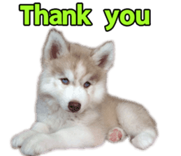 Siberian dog gang sticker #14862942