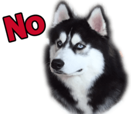 Siberian dog gang sticker #14862943