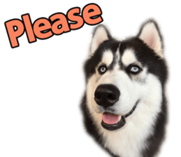 Siberian dog gang sticker #14862944