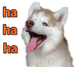 Siberian dog gang sticker #14862945