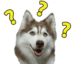 Siberian dog gang sticker #14862947