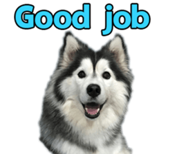 Siberian dog gang sticker #14862950