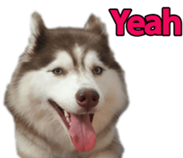 Siberian dog gang sticker #14862951