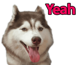 Siberian dog gang sticker #14862951