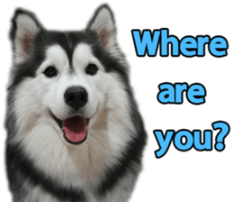 Siberian dog gang sticker #14862953