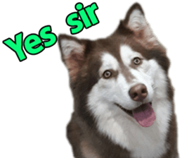 Siberian dog gang sticker #14862954