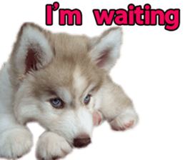 Siberian dog gang sticker #14862955