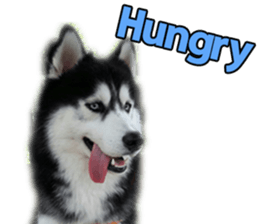 Siberian dog gang sticker #14862956