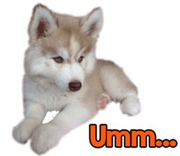 Siberian dog gang sticker #14862957