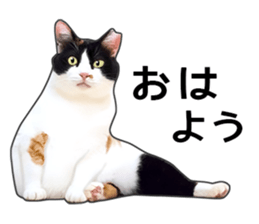 Photo sticker of a calico cat sticker #14863182