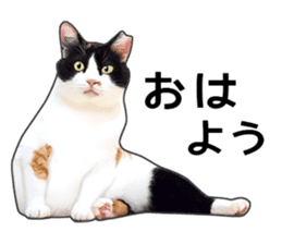 Photo sticker of a calico cat sticker #14863182