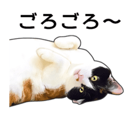 Photo sticker of a calico cat sticker #14863183