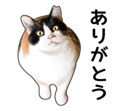 Photo sticker of a calico cat sticker #14863185
