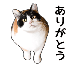 Photo sticker of a calico cat sticker #14863185