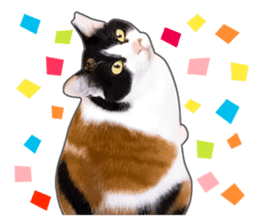 Photo sticker of a calico cat sticker #14863186