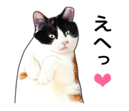 Photo sticker of a calico cat sticker #14863187