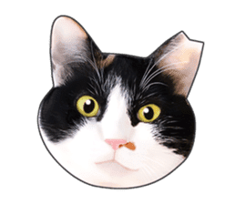 Photo sticker of a calico cat sticker #14863188