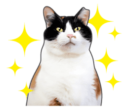 Photo sticker of a calico cat sticker #14863189