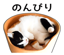 Photo sticker of a calico cat sticker #14863190