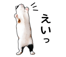 Photo sticker of a calico cat sticker #14863191