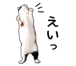 Photo sticker of a calico cat sticker #14863191