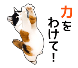 Photo sticker of a calico cat sticker #14863192