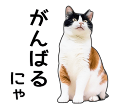 Photo sticker of a calico cat sticker #14863193