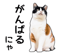 Photo sticker of a calico cat sticker #14863193