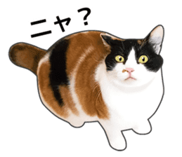 Photo sticker of a calico cat sticker #14863194
