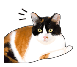 Photo sticker of a calico cat sticker #14863195