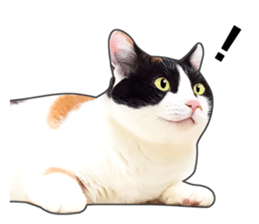 Photo sticker of a calico cat sticker #14863196