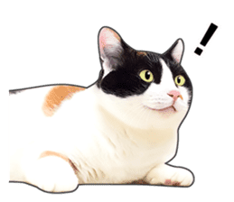 Photo sticker of a calico cat sticker #14863196