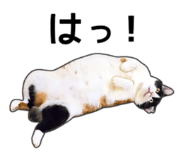 Photo sticker of a calico cat sticker #14863197