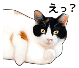 Photo sticker of a calico cat sticker #14863198