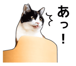 Photo sticker of a calico cat sticker #14863199