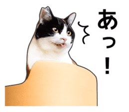 Photo sticker of a calico cat sticker #14863199