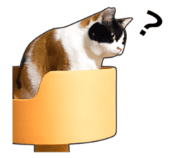 Photo sticker of a calico cat sticker #14863200