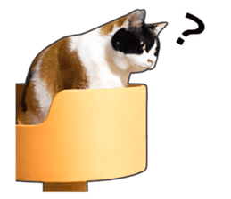 Photo sticker of a calico cat sticker #14863200